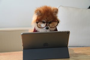 Chien avec des lunettes devant un écran
