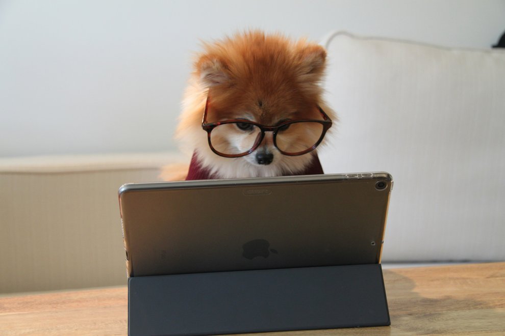 Chien avec des lunettes devant un écran